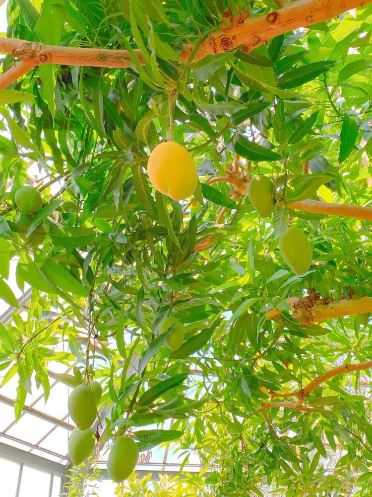 温室のマンゴーの木